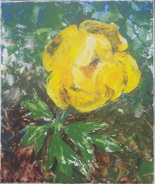 Trollblume, 60x50 cm.jpg