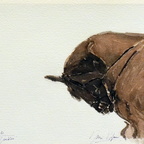 Hofmeister Herwig, Pferd 1, Aquarell, 30x40 cm